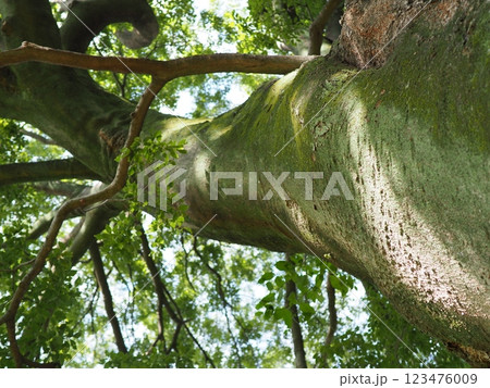 木にとまる鳥　木の幹から語りかけるもの　緑の爽やかさを感じる。　そして、歴史。 123476009