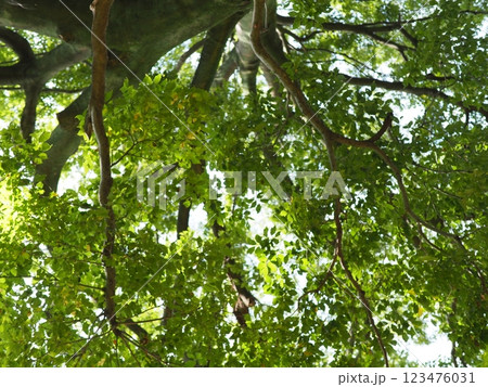 木にとまる鳥　木の幹から語りかけるもの　緑の爽やかさを感じる。　そして、歴史。 123476031