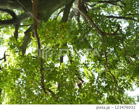 木にとまる鳥　木の幹から語りかけるもの　緑の爽やかさを感じる。　そして、歴史。 123476032