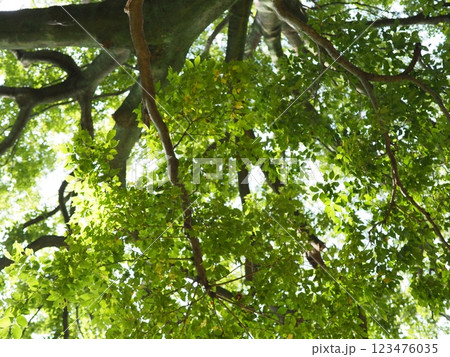 木にとまる鳥 木の幹から語りかけるもの 緑の爽やかさを感じる。 そして、歴史。 木にとまる鳥 木の幹から語りかけるもの 緑の爽やかさを感じる。 そして、歴史。 123476035