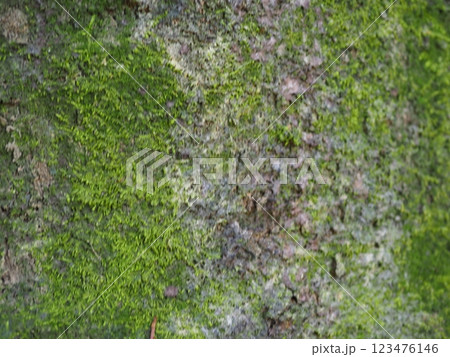 木の幹に生える苔　木々の対話　苔が作り出す世界 123476146