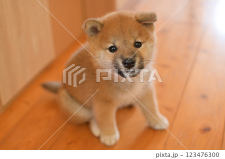 柴犬パピー 123476300