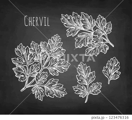 Chervil herb chalk sketch Chervil herb chalk sketch 123476316