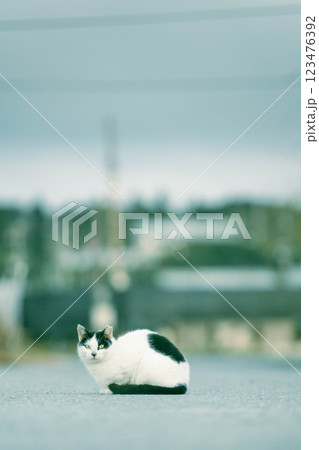 野良猫 野良猫 123476392