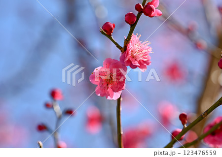 紅梅 紅梅 123476559