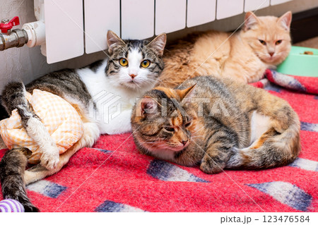 Three sweet cats are resting on a cozy blanket by a warm radiator Three sweet cats are resting on a cozy blanket by a warm radiator 123476584