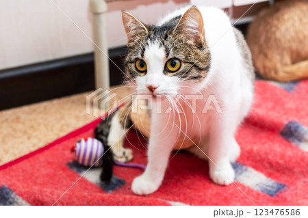 A fluffy cat sits on a red blanket, curiously looking at the camera A fluffy cat sits on a red blanket, curiously looking at the camera 123476586