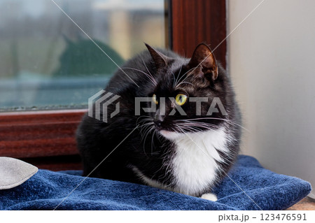 A black and white cat is comfortably laying on a blue towel 123476591