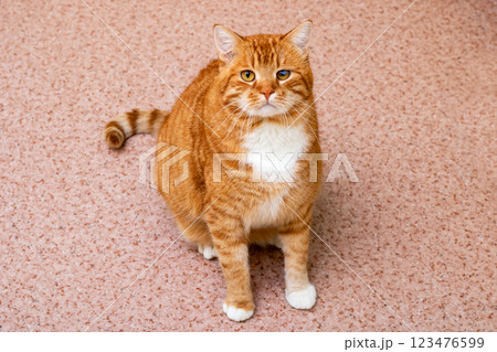 This is a close up image of a cat staring intently at the camera 123476599