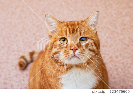 This is a close up image of a cat staring intently at the camera 123476600