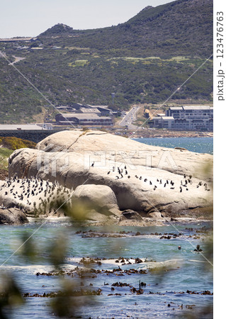 Boulders Beach protected lagoon with colony of African spectacled penguins Boulders Beach protected lagoon with colony of African spectacled penguins 123476763