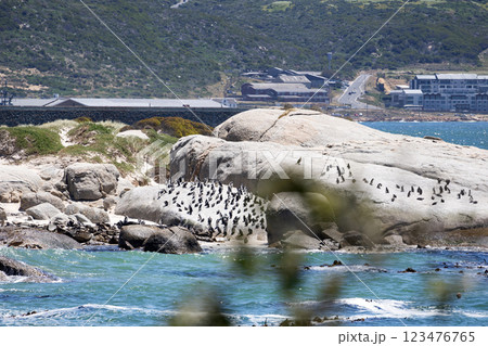 Boulders Beach protected lagoon with colony of African spectacled penguins Boulders Beach protected lagoon with colony of African spectacled penguins 123476765