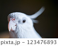 白いオカメインコの顔 123476893
