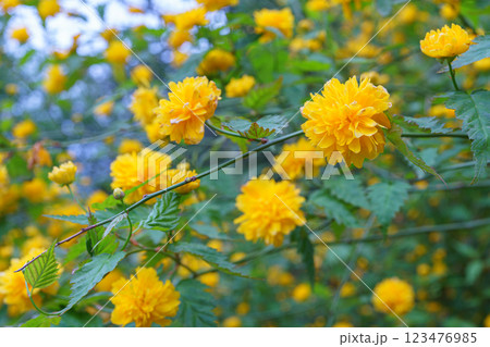Bush of Kerria japonica Pleniflora or Japanese rose blooming with yellow flowers outdoor in garden 123476985