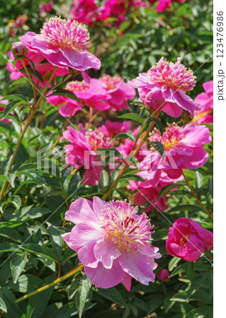 Vibrant fresh pink peony flower bush in full bloom in the garden in sunny day, floral background Vibrant fresh pink peony flower bush in full bloom in the garden in sunny day, floral background 123476986