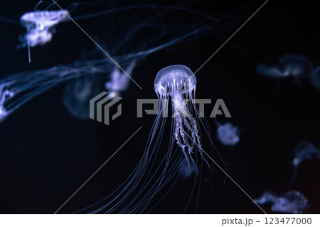 Group of Sanderia Malayensis, Amakusa Jellyfish swimming in aquarium pool with blue neon light 123477000