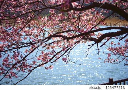 河津桜とキラキラ光る池 河津桜とキラキラ光る池 123477218