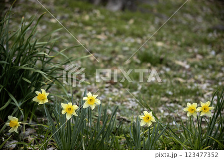 春の花、ラッパ水仙の咲く風景-5 123477352