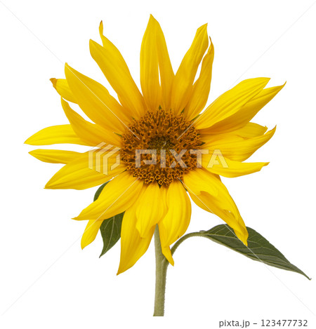 Yellow sunflower blooming beautiful isolated on the white background Yellow sunflower blooming beautiful isolated on the white background 123477732