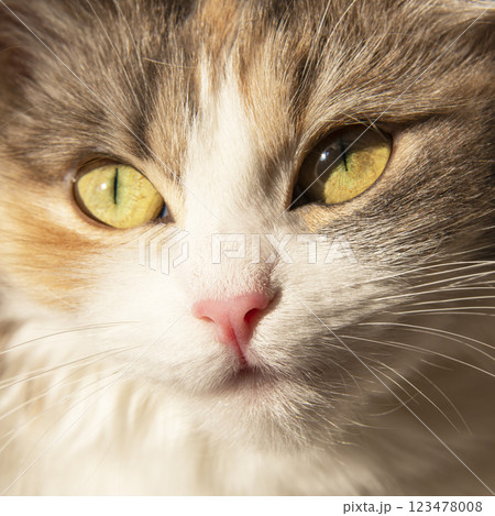 Light fluffy cute cat with yellow eyes on sunshine sweet Light fluffy cute cat with yellow eyes on sunshine sweet 123478008