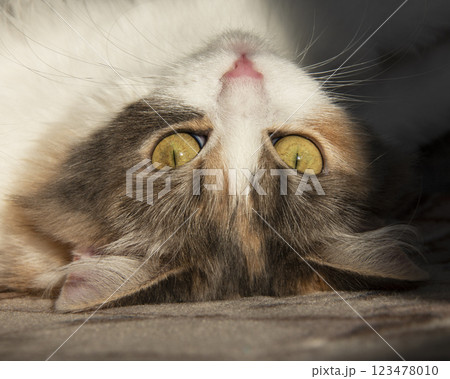 Light fluffy cute cat with yellow eyes on sunshine sweet Light fluffy cute cat with yellow eyes on sunshine sweet 123478010