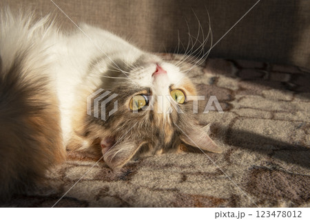 Light fluffy cute cat with yellow eyes on sunshine sweet Light fluffy cute cat with yellow eyes on sunshine sweet 123478012