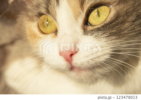 Light fluffy cute cat with yellow eyes on sunshine sweet 123478013