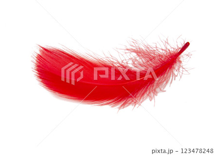 Feather elegant red puff isolated on the white background 123478248
