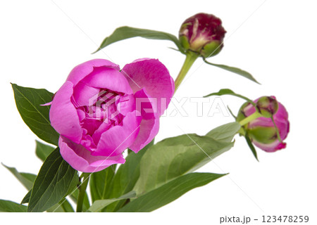 Pink beautiful peony flower isolated on the white background 123478259