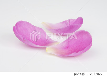 Pink petals peony flower natural isolated on the white background 123478275
