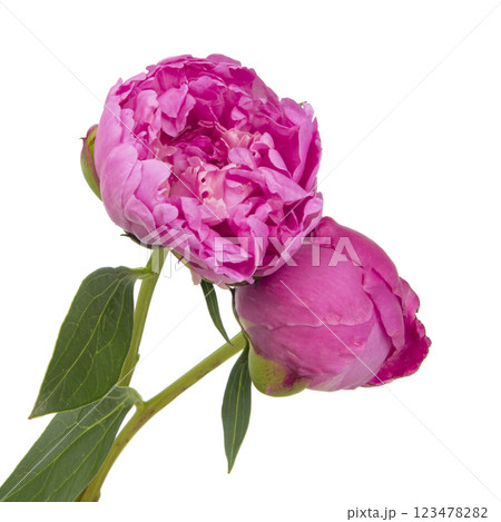 Pink peony flower isolated on the white background 123478282