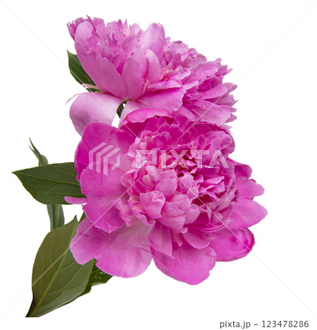 Pink beautiful peony flower isolated on the white background 123478286