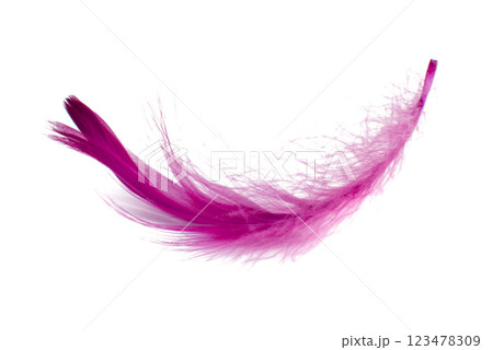 Elegant fluffy bird feather pink isolated on the white background 123478309