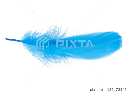 Bird feather elegant blue isolated on the white background Bird feather elegant blue isolated on the white background 123478345
