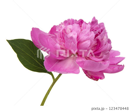 Elegant beautiful peony flower isolated on the white background 123478448