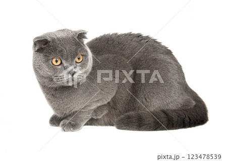 British gray cat beautiful isolated on the white background British gray cat beautiful isolated on the white background 123478539