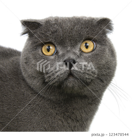 Blue grey british cat beautiful isolated on the white background 123478544