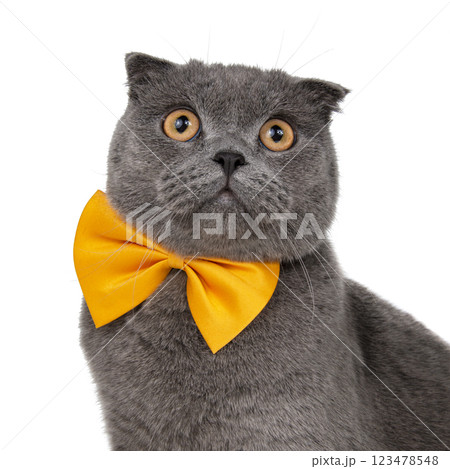 Blue gray british cat beautiful with yellow bow tie isolated on the white background 123478548