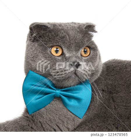 British gray cat portrait with bow tie isolated on the white background British gray cat portrait with bow tie isolated on the white background 123478565