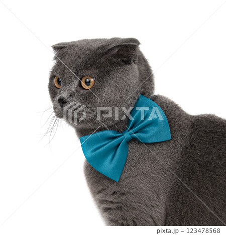 British gray cat portrait with bow tie isolated on the white background British gray cat portrait with bow tie isolated on the white background 123478568