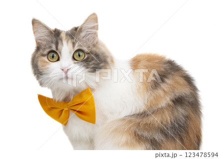 Cute funny fluffy cat beautiful with  bow tie isolated on the white background 123478594
