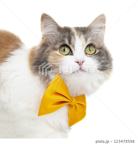 Cute funny fluffy cat beautiful with  bow tie isolated on the white background 123478598