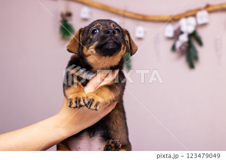 An individual is gently holding a small, brown and black puppy in their hands An individual is gently holding a small, brown and black puppy in their hands 123479049