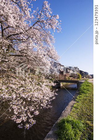桜咲く鴨川の風景 春の京都鴨川 京都観光スポット 京都中心街 桜咲く鴨川の風景 春の京都鴨川 京都観光スポット 京都中心街 123479391