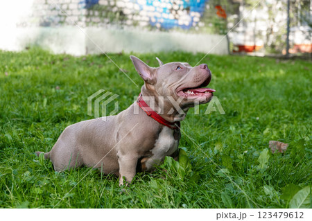 An American Bully sits contentedly on the grass, basking in the sunlight in a lively park setting with colorful backdrops 123479612