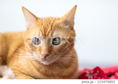 A closeup image featuring an orange cat with striking blue eyes 123479803