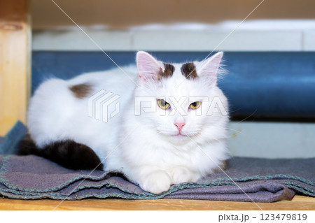There is a white cat that possesses a distinctive black spot on its head There is a white cat that possesses a distinctive black spot on its head 123479819