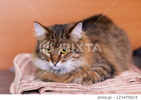 A fluffy cat is on a soft blanket, gazing curiously at the camera 123479823