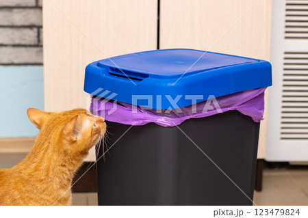 A curious cat is sniffing around a trash can that has a blue lid 123479824