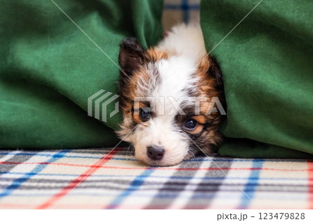 A playful puppy is hiding snugly under a green blanket A playful puppy is hiding snugly under a green blanket 123479828